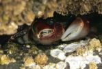 PICTURES/Yachats/t_Crab (7).JPG